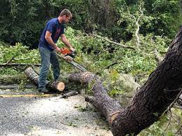 How Our Tree Care Process Works  in  Spartanburg, SC